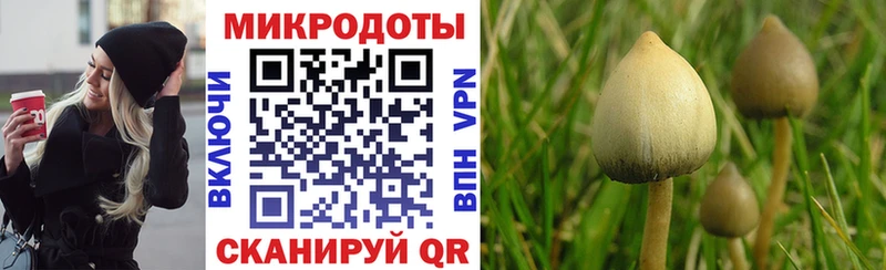 Купить где  Судак  Псилоцибиновые грибы мухоморы 